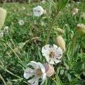 Silene vulgaris ssp.vulgaris fleur